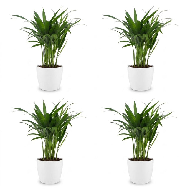 Areca Lutescens - Palma Dorada - 4 unidades - con cerámica blanca - Maceta de 12 cm - Altura: 45 cm