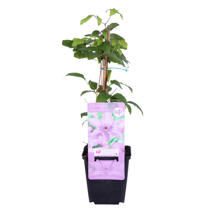 Clematis ‘Hagley Hybrid’ 3x – P9 pot – prachtige roze bloeiende klimplant