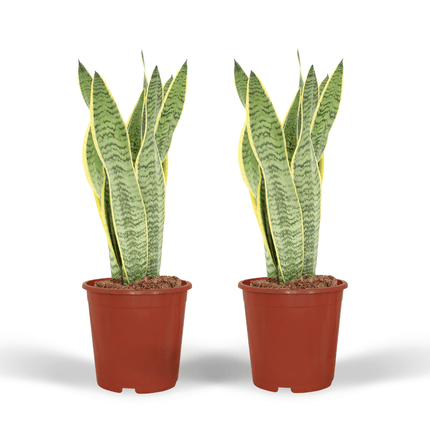 Sansevieria Laurentii - Vrouwentong - ↕40cm - Ø14cm - 2x