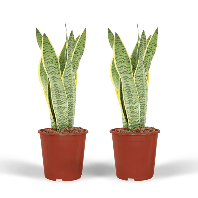 Sansevieria Laurentii - Roślina Wężowa - ↕40cm - Ø14cm - 2x