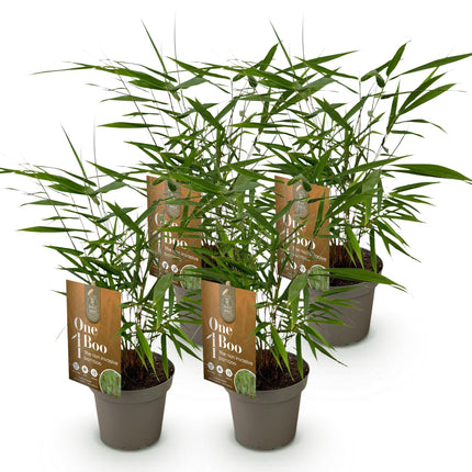 Fargesia Asian Wonder - Niet Woekerende Bamboe - Groen - ↕35cm - Ø14cm - 4x