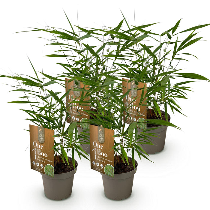 Fargesia Asian Wonder - Niet Woekerende Bamboe - Groen - ↕35cm - Ø14cm - 4x