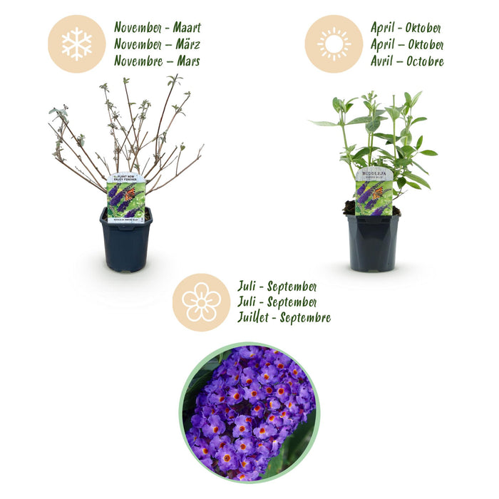 Buddleja davidii Empire Blue - Vlinderstruik - Blauw - ↕45cm - Ø17cm - 3x