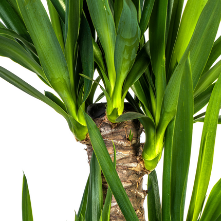Yucca elephantipes mit Korb - ↕90-110 cm - Ø21 cm