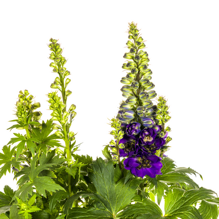 Delphinium Elatum Violet - ↕45-60cm - Ø19cm