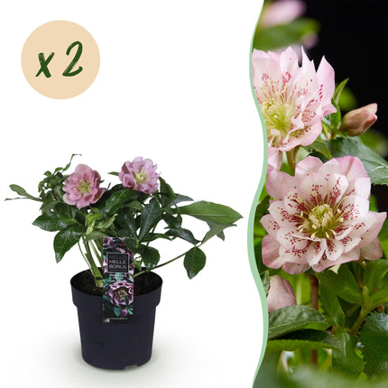 Hellébore d'Orient 'Double Ellen Pink' - Fleur rose - 2 plants - Persistant - Pot de 14 cm - Hauteur 35 cm