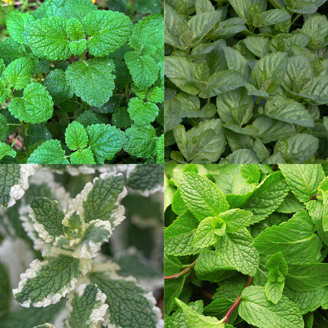 Border Package - Tea Herbs - 8 Perennials - 1 m² - Various Colors - Low Maintenance - Ø11cm