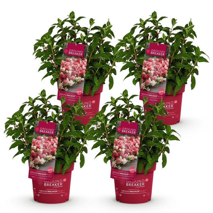 Hydrangea panniculata Groundbreaker Ruby - Pluimhortensia - Rood - ↕20-25cm - Ø14cm - 4x