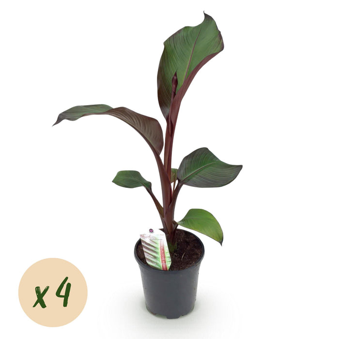 Fruitplant - Bananen plant - Ensete ventricosum Maurelli - Winterhard - 4 planten - Pot 17cm Hoogte 40cm