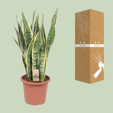 Sansevieria Trifasciata Laurentii - Vrouwentong - ↕85cm - Ø25cm