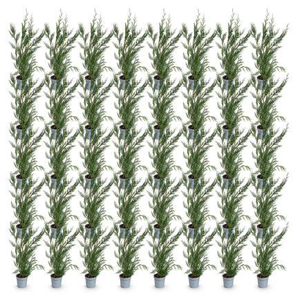 Cupressocyparis leylandii 2011 - Leylandii - 40x Haagplanten - Groenblijvend - Groen - Pot 9cm - Hoogte 30-40cm
