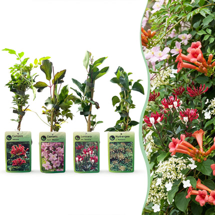 Klimplanten Rainbow Colourfull - Regenboog klimplant 12x - Licht Roze - Wit - Paars - Klimplant - Ø9cm - ↕35cm