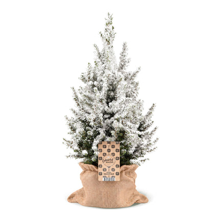 Picea glauca Conica - Kegelspar - Groen - Wit - Kerstboom - incl. jute zak - Ø19cm - ↕65cm