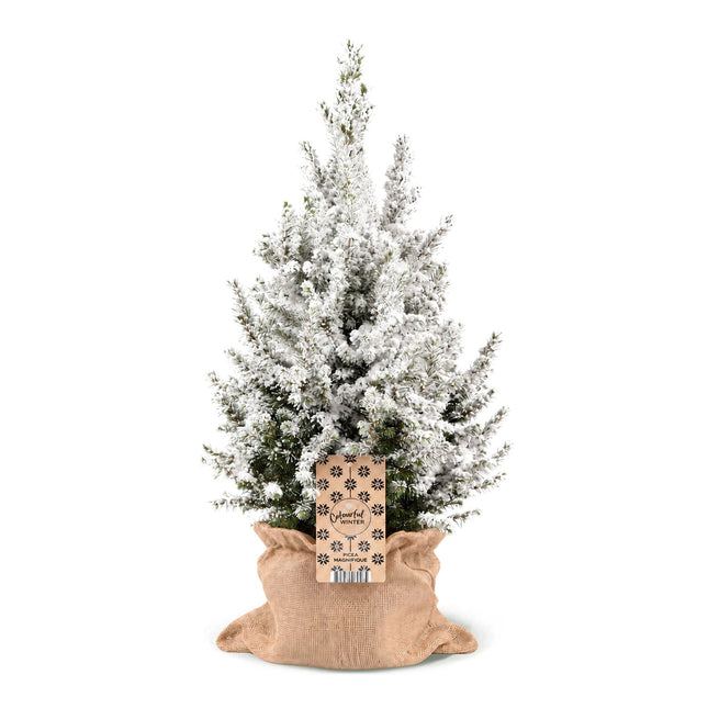 Picea glauca Conica - Kegelspar - Groen - Wit - Kerstboom - incl. jute zak - Ø19cm - ↕65cm