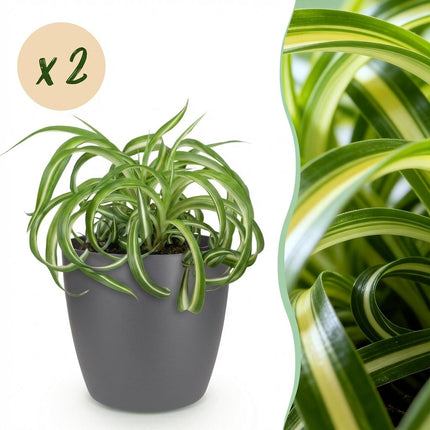 Chlorophytum comosum Bonnie - Curly Spider Plant - with grey plant pots - ↕20cm - Ø12cm - 2x