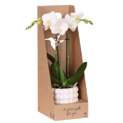 Kolibri Orchids | Witte Amabilis orchidee cadeauset - incl. giftbox, orchidee & sierpot - Ø9cm