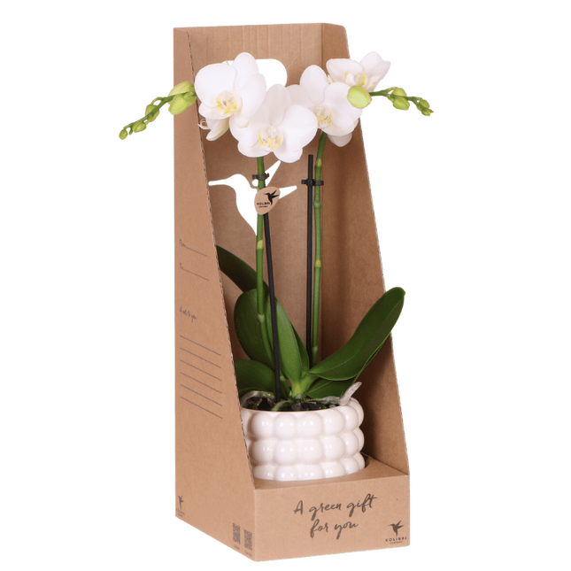 Kolibri Orchids | Witte Amabilis orchidee cadeauset - incl. giftbox, orchidee & sierpot - Ø9cm