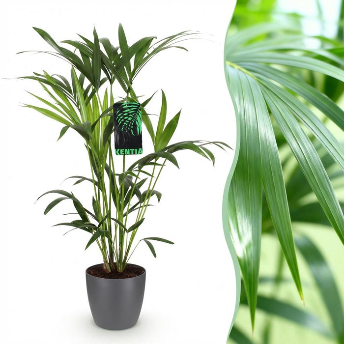 Howea Forsteriana - Kentia Palm - met grijze plantenpot - ↕80-85cm - Ø19cm