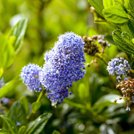Ceanothus impressus Victoria - Amerikansk lilla - Lilla blomst - ↕90cm - Ø19cm