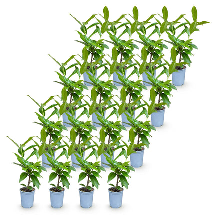 Prunus laur. Novita - Laurierkers - 16x Haagplanten - Groenblijvend - Groen - Pot 9cm - Hoogte 25-35cm