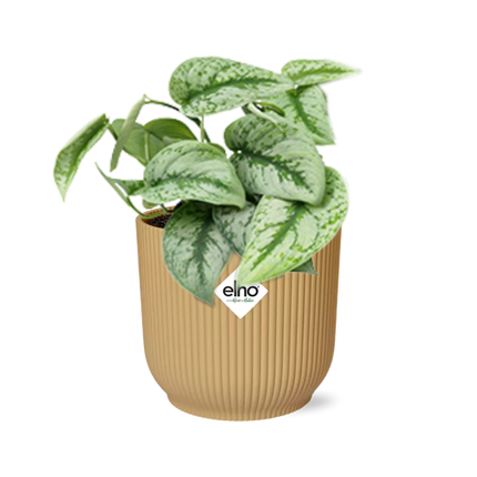 Scindapsus Pictus „Trebie” w elho Vibes Fold Ø14cm w kolorze żółtym