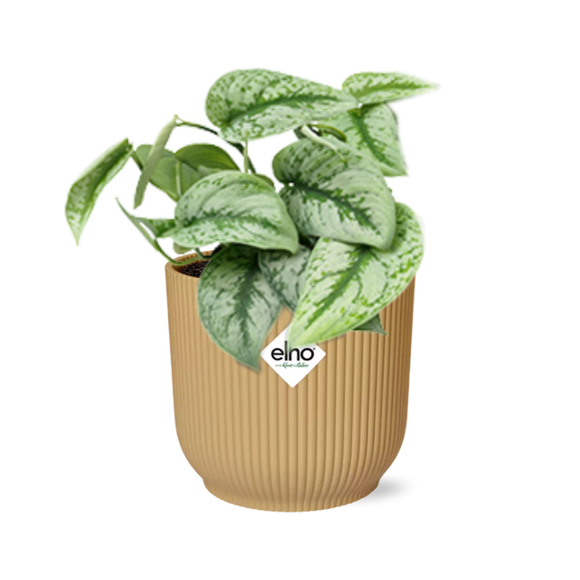 Scindapsus Pictus ‘Trebie’ in elho Vibes Fold Ø14cm geel