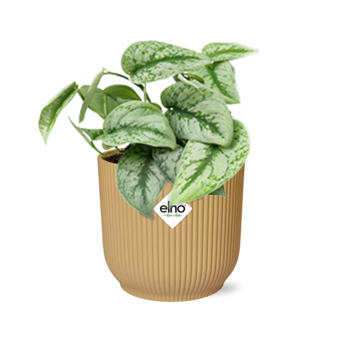 Scindapsus Pictus ‘Trebie’ in elho Vibes Fold Ø14cm geel