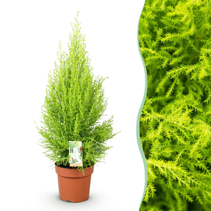 Cupressus Gold Crest Wilma - Indoor conifer - ↕85-95cm - Ø21cm