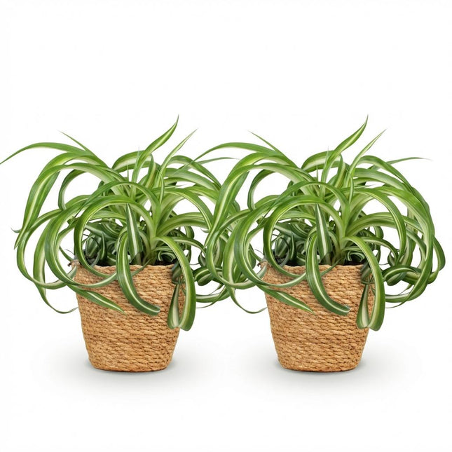 Chlorophytum comosum Bonnie - Lirio de hierba rizado - con cesta - ↕20cm - Ø12cm - 2x