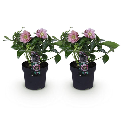 Hellébore d'Orient 'Double Ellen Pink' - Fleur rose - 2 plants - Persistant - Pot de 14 cm - Hauteur 35 cm