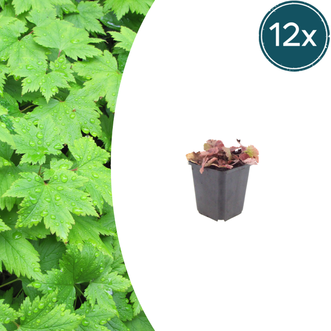 Tiarella cordifolia - Foamflower - ↕10-25cm - Ø9cm - 12x