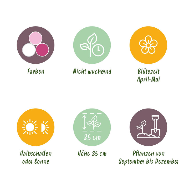 Bloembollen - Hyacinth Pastel mix - Diversen Pastel Kleuren - 10 stuks - Bolmaat 14/15 - XXL Pack