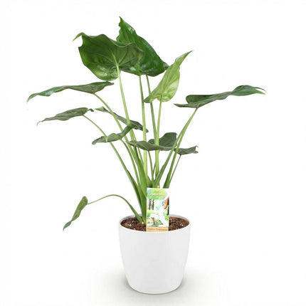 Alocasia Cucullata - Mano di Buddha - con vasi bianchi - ↕65-70cm - Ø21cm