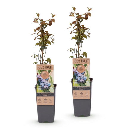 Vaccinium corymbosum Jersey - Mirtillo nero - Resistente - Mirtillo blu - 2 piante - Vaso da 15 cm - Altezza 50 cm