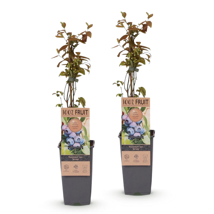 Vaccinium corymbosum Jersey - Bosbes - Blauwe Bes - ↕50cm - Ø15cm - 2x