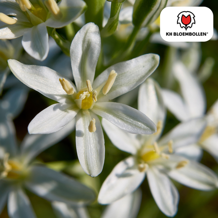 Star of Bethlehem bulbs 30 pieces