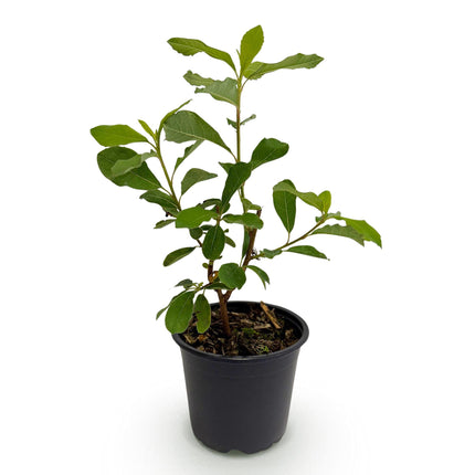 Hartriegel (Cornus florida) – Weiß-rosa Blüten – 1 Pflanze – Laubabwerfend – Pflegeleicht – Topf: 12 cm, Höhe: 35 cm
