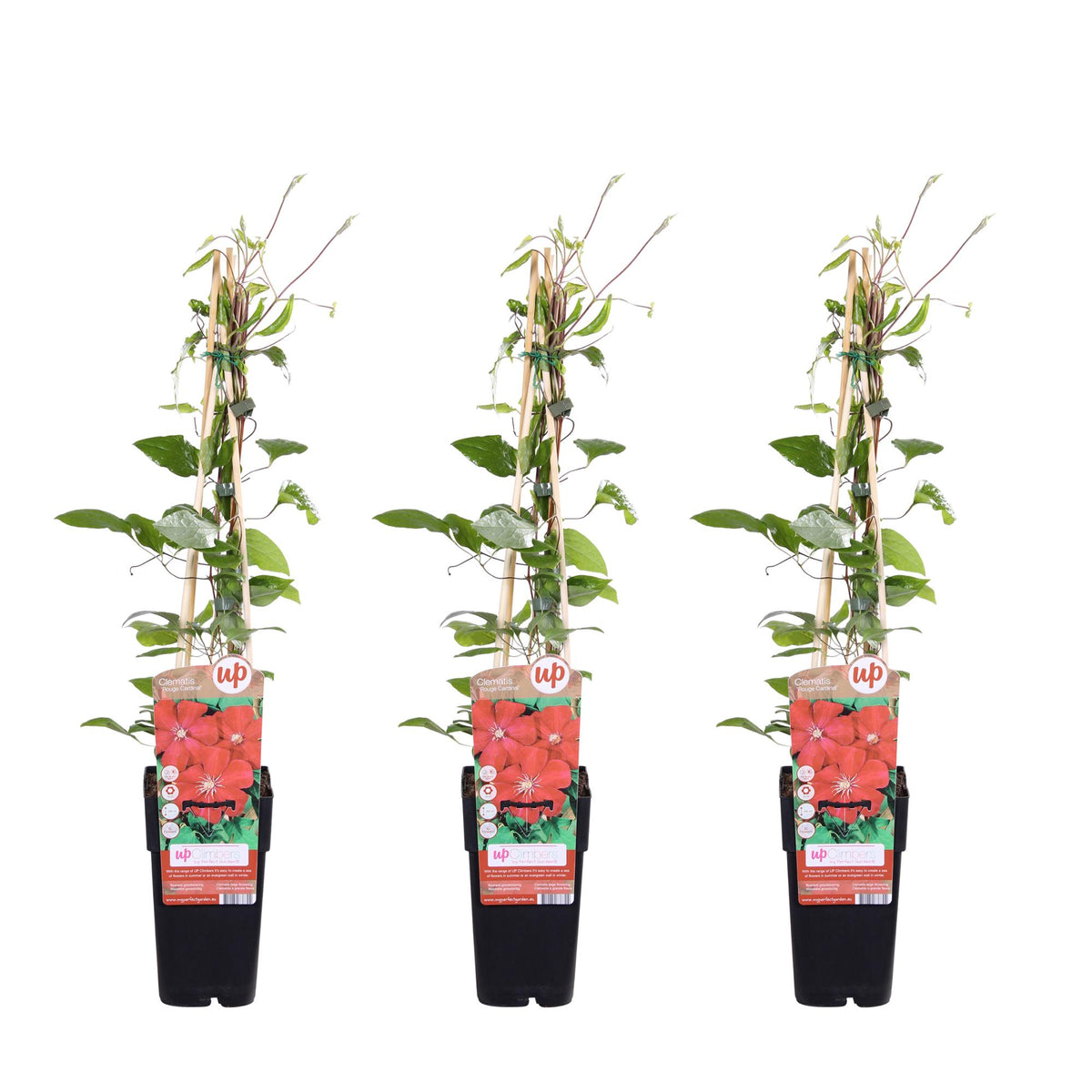 Clematis Rouge Cardinal – Waldrebe – ↕65 cm – Ø15 cm – 3 Stück —  Planten247.nl