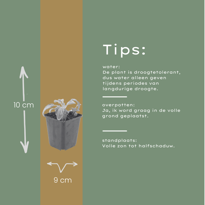 Stachys byzantina 'Silver Carpet' - Ezelsoor - ↕10-25cm - Ø9cm - 12x