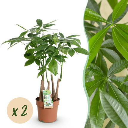 Pachira Aquatica multi trunk - Money tree - ↕50-55cm - Ø17cm - 2x