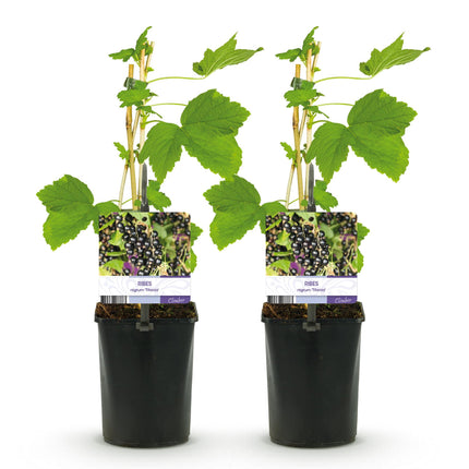 Ribes Nigrum Titania - Ribes nero - ↕40cm - Ø11cm - 2x