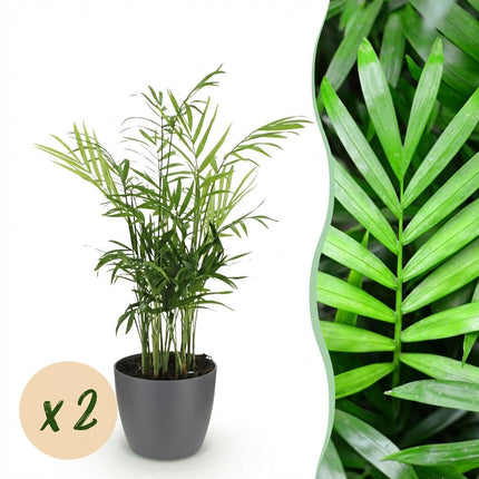 Chamaedorea elegans - Golden Palm - with grey plant pots - ↕15cm - Ø12cm - 2x
