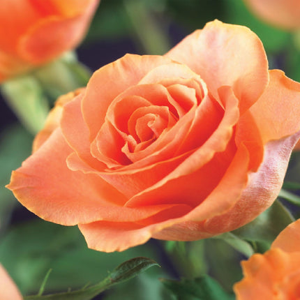 Climbing Rose - Rosa Orange Climber - Orange Flower - Low Maintenance - 2 Plants - 11cm Pot Height 40cm