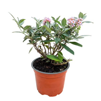 Buddleja davidii Butterfly Candy Little Pink - Sommerfuglebusk - Kompakt - Lyserød - ↕20-25cm - Ø12cm