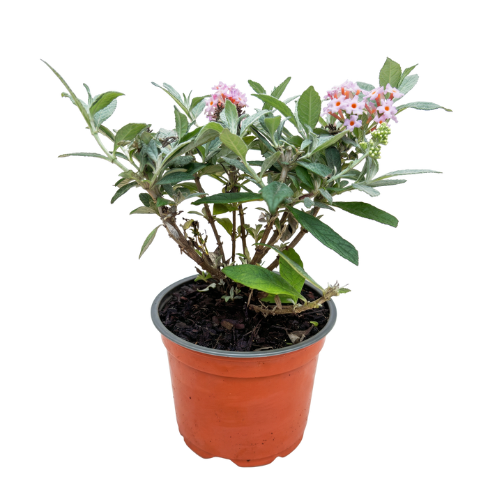 Buddleja davidii Butterfly Candy Little Pink - Vlinderstruik - Compact - Roze - ↕20-25cm - Ø12cm