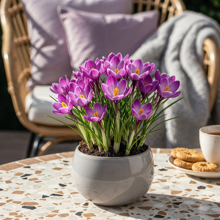 Bulbes de fleurs - Crocus Ruby Giant - Violet - 50 bulbes - Calibre 5/6 - Paquet XXL