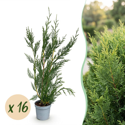 Cupressocyparis leylandii 2011 - Leylandii - 16x Haagplanten - Groenblijvend - Groen - Pot 9cm - Hoogte 30-40cm