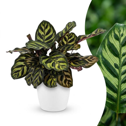 Calathea Makoyana - Pauwenplant - met witte pot - ↕25cm - Ø12cm - 4x