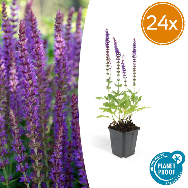 Salvia Nemorosa 'Ostfriesland' - Bossalie -↕10-25cm - Ø9cm - 24x