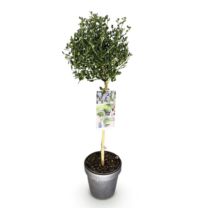Ceanothus impressus Victoria - Amerikansk lilla - Lilla blomst - ↕90cm - Ø19cm